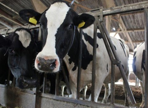 Dairymaster signs €2m R&D deal to bring IoT and AI to the farm