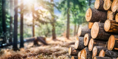 Cork’s Treemetrics is bringing tracing tech to EU forests
