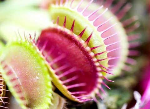 New ‘Venus flytrap’ biosensors snap pollutants from the air